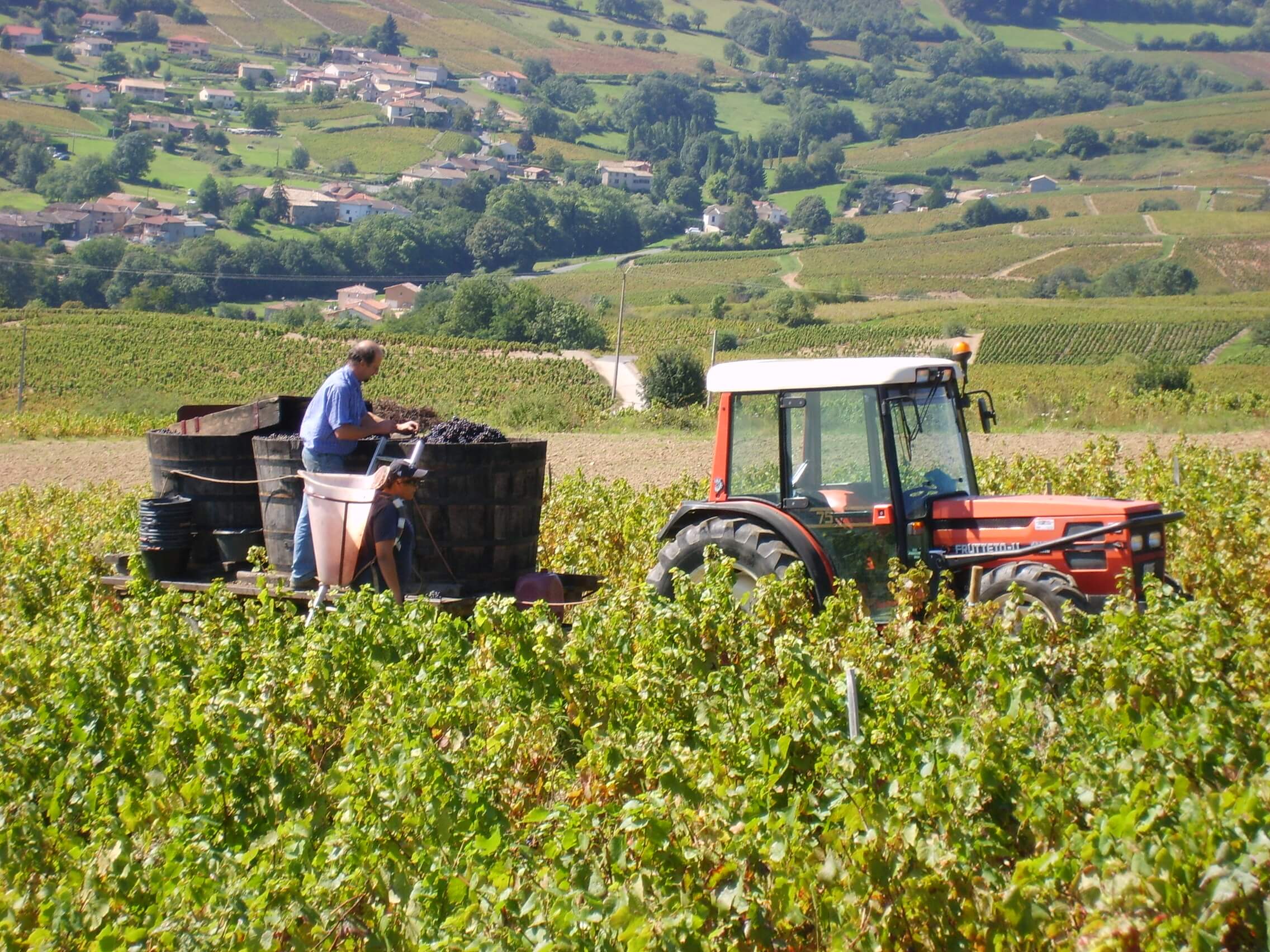 Cass'noisette | Cass'noisette vendange au Clos de Haute-Combe à Juliènas