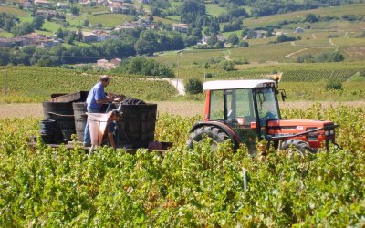 Cass'noisette | Cass'noisette vendange au Clos de Haute-Combe à Juliènas